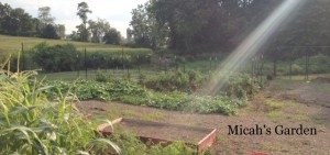 Micah's Garden Aug 2014